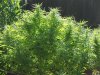 Sativa Crop 2011 008.jpg