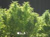 Sativa Crop 2011 027.jpg