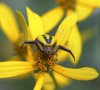 Crab-Spider.jpg