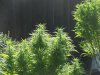 Sativa Crop 2011 004.jpg