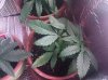 IMG_20110822_053147.jpg