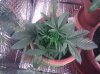 IMG_20110822_053138.jpg