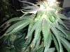 MasterBubbaDay49Flower (8).jpg