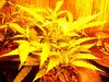 Upper-clipping-2-of-plant-7-11-2010-darkstar.jpg