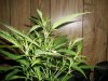 Upper-clipping-2-of-plant-7-12-2010-darkstar.jpg