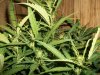 darkstar-plant-2-picture-2-7-20-2010.jpg