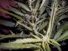 darkstar-plant-1-picture-2-7-20-2010.jpg