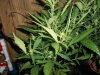 darkstar-plant-1-picture-1-7-20-2010.jpg