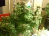 MasterBubbaDay53Flower (12).jpg