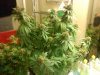 MasterBubbaDay53Flower (11).jpg