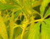 27-08-2011Pistils.jpg