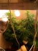 Grow Room 95.JPG