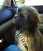 1781749-chewbacca_dog_super.jpg