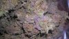 Purple kush88.jpg