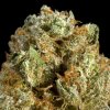 253_og-kush_california-sun-collective.jpg