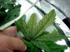 Kate at Day 27 with leaf blight on lower fan leaves (6).jpg