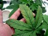 Kate at Day 27 with leaf blight on lower fan leaves (11).jpg