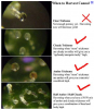 trichome chart.png