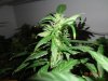 46 days flower 017.jpg