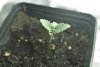 seedling A-pic1.jpg