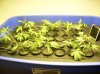 2 half weeks seedling solution (2).jpg