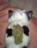 stoner kittie.jpg