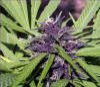 Purple-white-widow_small.jpg