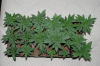 end-of-week-2-from-seed-mendo-madness-picture2.gif