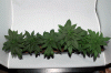 Top-B1---B6-Week-3-Seedlings.gif