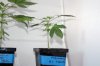 Week-5-seedlings-B1-female.jpg