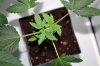 Week-5-seedlings-B1-Top-female.jpg