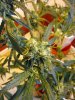 lower-madagascar-bud-58days.jpg