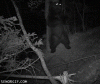 Dancing bear3.gif