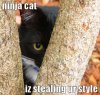 lolcat-ninja-cat.jpg