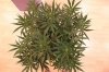 SLH_Flower_Wk2b.jpg