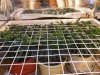 GROW WEEK 6 003.jpg