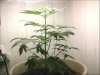 plant.jpg