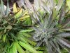 10-10-2011 purple bubba 006.jpg