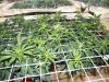 grow week 9 008.jpg