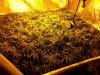 fattycaps-306822-albums-scrog-picture1833261-20111010-115808.jpg