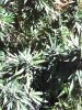 CIMG0088.jpg
