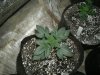 repotted new batch 005.jpg