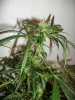 plant 2 (1).jpg