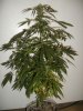 plant 2.jpg