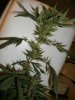 plant 1.jpg