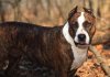 Abbie_LoudThunder_03-19-07.jpg