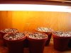 DSC01078.jpg