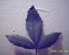 leaves.jpg