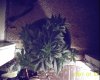 plant.jpg
