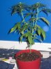 5 days in flower 004.jpg